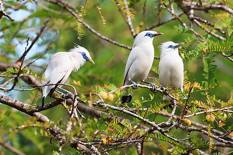 Bali Starling or Myna (Leucopsar rothschildi) On a more positive note, Bali starlings (Leucopsar rothschildi) are doing much better in the wild here in Bali island now than ever before. 
At one time, there was only one bird left in the wild, this bird had a ring which means it was released and this brings us to the conclusion that the species was extinct in the wild.
I was fortunate to manage the Begawan Foundation Breeding and Release program and we did our part in bringing this species back to the wild by releasing captive-bred birds.
My respect goes to all those who made a difference for the survival of the species. Bali Barat National Park has done a wonderful and extremely important job in protecting and caring for the species. Bali,Bali myna,Birdingindonesia,Geotagged,Indonesia,Leucopsar rothschildi,Mehd Halaouate,Winter
