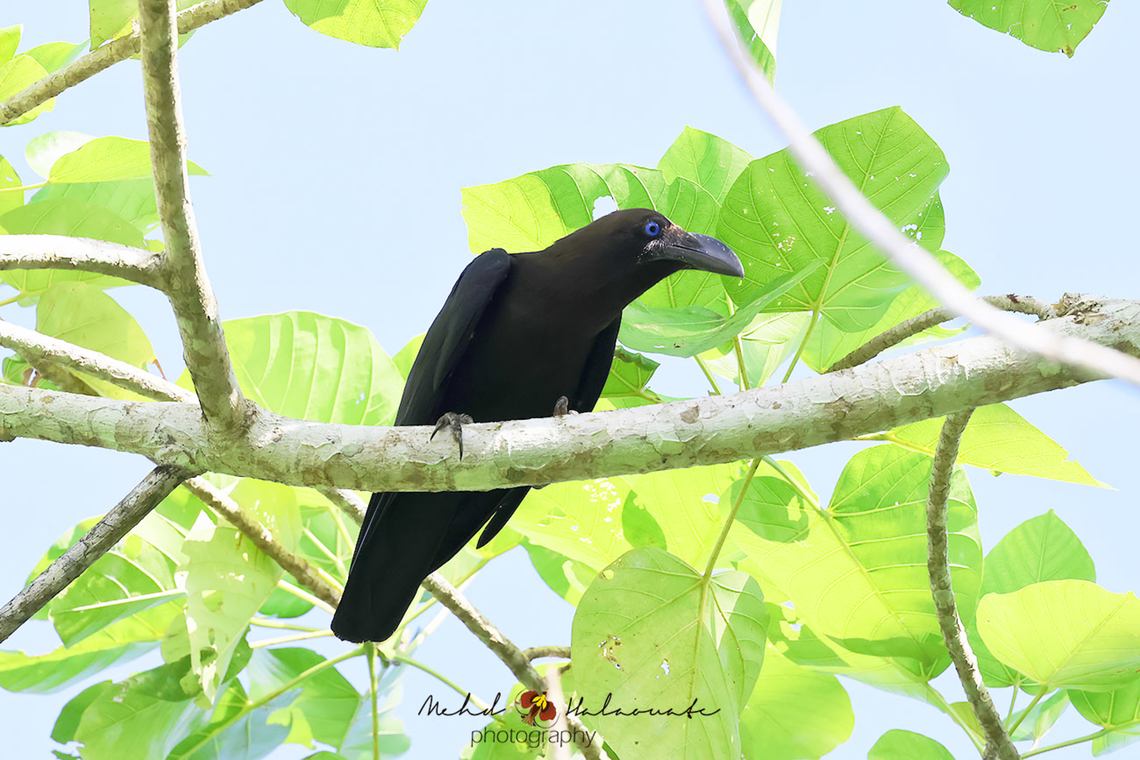 Brown-headed Crow (Corvus fuscicapillus) Not a common species in its distribution. Birdingindonesia,Brown-headed crow,Corvus fuscicapillus,Geotagged,Indonesia,Mehd Halaouate,Raja Ampat,Waigeo island,Winter