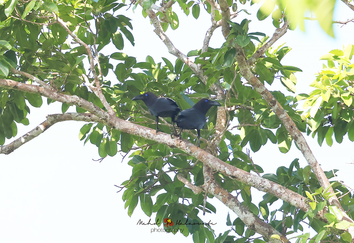 Brown-headed Crow (Corvus fuscicapillus)  Birdingindonesia,Brown-headed crow,Corvus fuscicapillus,Geotagged,Indonesia,Mehd Halaouate,Raja Ampat,Winter