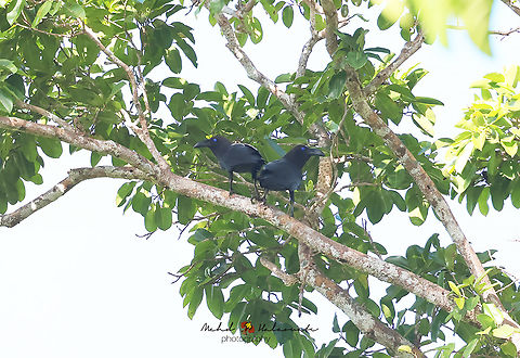 Brown-headed Crow (Corvus fuscicapillus)  Birdingindonesia,Brown-headed crow,Corvus fuscicapillus,Geotagged,Indonesia,Mehd Halaouate,Raja Ampat,Winter