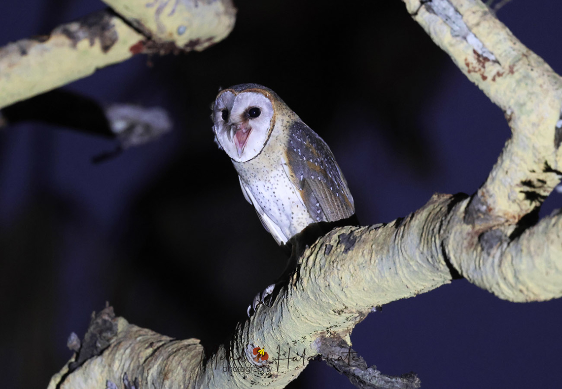 Eastern Barn Owl (Tyto javanica) This is one of the owl species we encountered during a trip we led in East Java, Indonesia. Birdingindonesia,Eastern barn owl,Geotagged,Indonesia,Mehd Halaouate,Tyto javanica,Winter