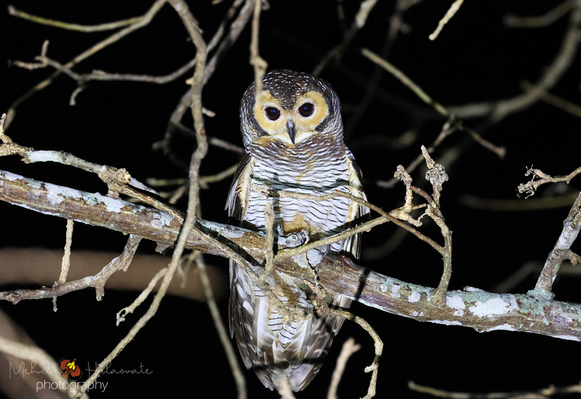 Spotted Wood Owl (Strix seloputo) One of the most beautiful owl species on our planet. Birdingindonesia,Geotagged,Indonesia,Mehd Halaouate,Spotted wood owl,Strix seloputo,Winter
