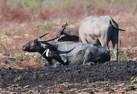 Woolly-necked Stork (Ciconia episcopus) (Boddaert, 1783)  Birdingindonesia,Ciconia episcopus,Geotagged,Indonesia,Mehd Halaouate,Winter,Wooly-necked stork