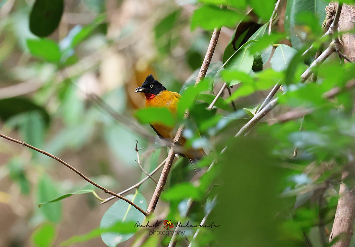 Ruby-throated Bulbul (Rubigula dispar)  Birdingindonesia,Geotagged,Indonesia,Mehd Halaouate,Rubigula dispar,Ruby-throated bulbul,Winter
