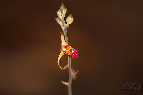 Plocoglottis lowii An orchid species we found on the trail to the Red Bird of Paradise display site on Waigeo island, Raja Ampat, Papua, Indonesia. It was restricted to a small patch of the forest.  Birdingindonesia,Geotagged,Indonesia,Mehd Halaouate,Plocoglottis lowii,Spring,Waigeo island,orchid