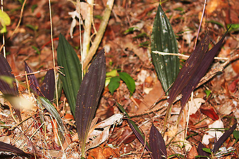 Plocoglottis lowii An orchid species we found on the trail to the Red Bird of Paradise display site on Waigeo island, Raja Ampat, Papua, Indonesia. It was restricted to a small patch of the forest. Birdingindonesia,Geotagged,Indonesia,Mehd Halaouate,Plocoglottis lowii,Spring,orchid