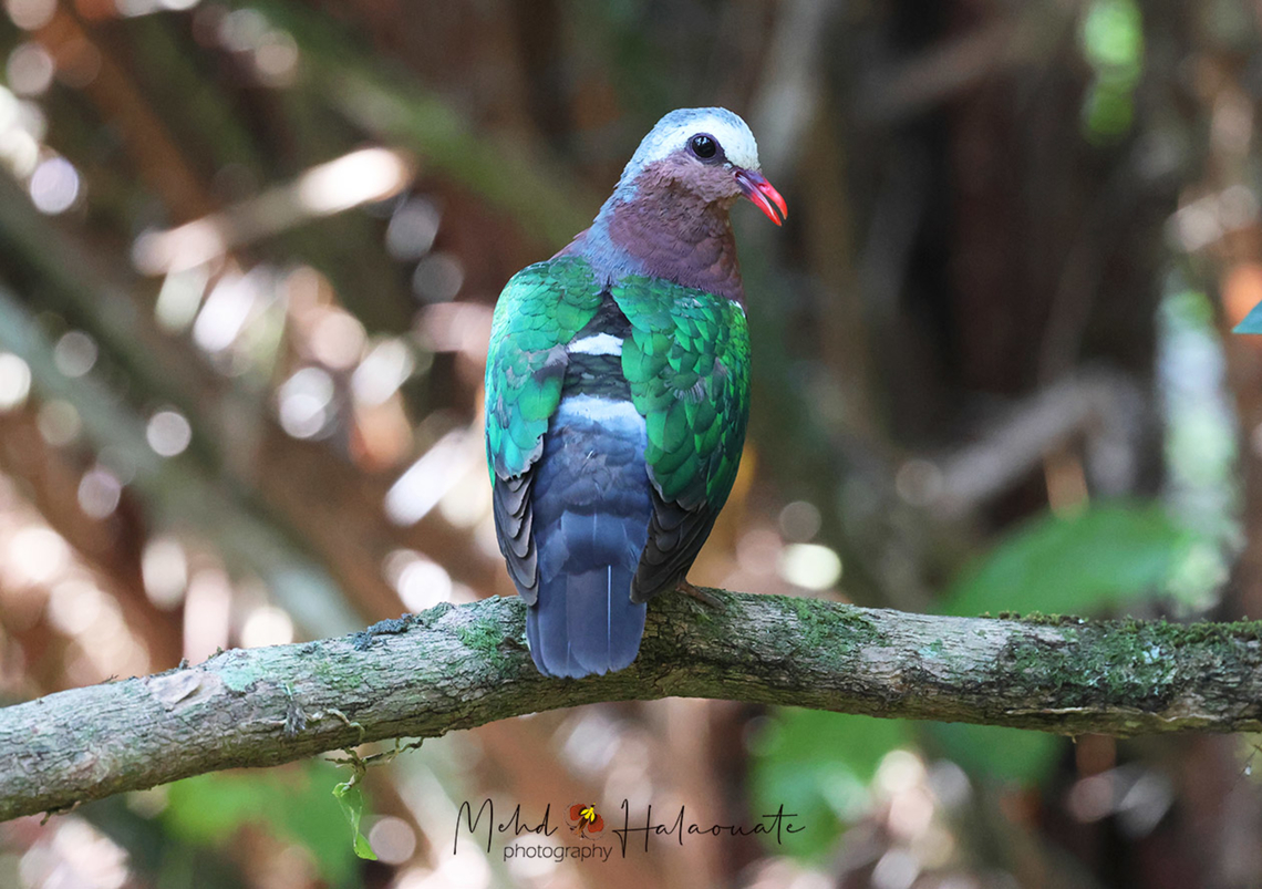 Asian or Grey-capped Emerald Dove (Chalcophaps indica indica)  Bali,Birdingindonesia,Chalcophaps indica,Common emerald dove,Geotagged,Indonesia,Mehd Halaouate,Spring