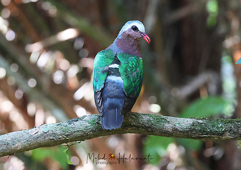 Asian Emerald Dove