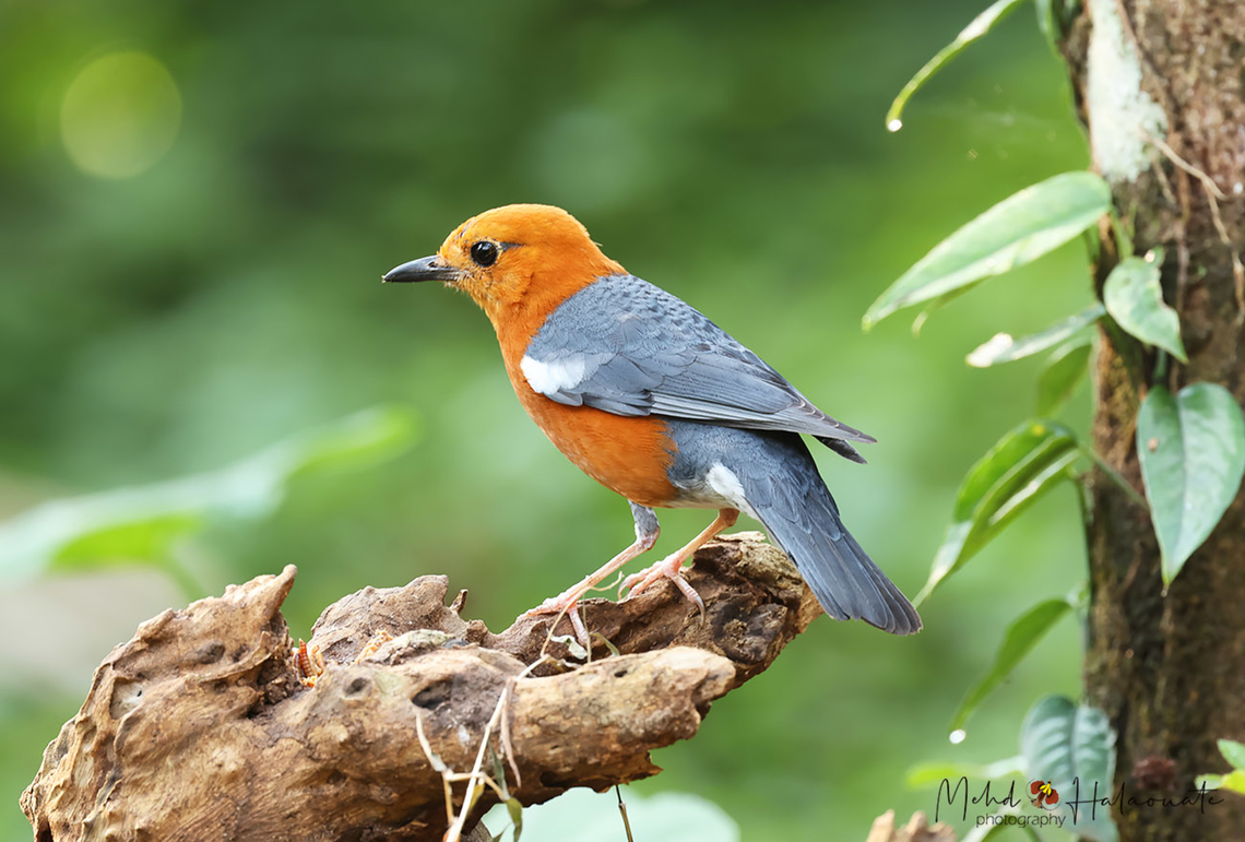 Orange-headed Thrush  Bali,Birdingindonesia,Geokichla citrina,Geotagged,Indonesia,Mehd Halaouate,Orange-headed thrush,Spring