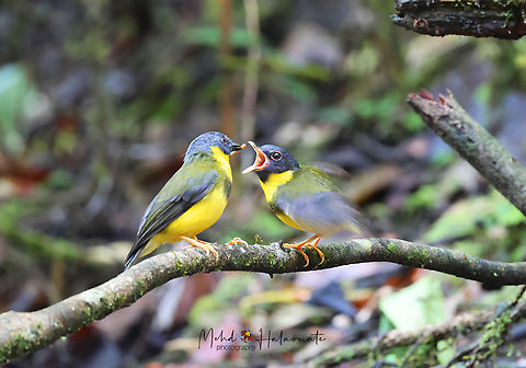 Banded Yellow Robin or Olive-yellow Robin (Gennaeodryas placens) One of the least photographed Robin species of New Guinea. We were lucky to find and photograph a family of 3. Banded yellow robin,Birdingindonesia,Fakfak,Gennaeodryas placens,Geotagged,Indonesia,Mehd Halaouate,Papua,Spring