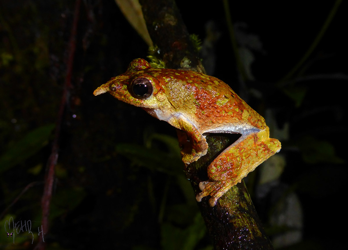 Pinocchio frog or Northern Pinocchio Treefrog (Litoria pinocchio) One of the least known species of frogs in New Guinea. We were lucky to find a small population of these in a pond at the edge of a forest patch. The trees surrounding the pond were filled with clusters of eggs and at night we witnessed a few snakes feeding on these eggs and the frogs. Birdingindonesia,Fakfak,Geotagged,Indonesia,Litoria pinocchio,Mehd Halaouate,Pinocchio Frog,Spring,northern Pinocchio treefrog