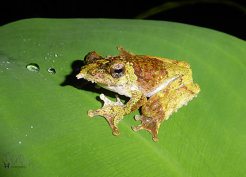 Pinocchio frog or Northern Pinocchio Treefrog (Litoria pinocchio)  Birdingindonesia,Geotagged,Indonesia,Litoria pinocchio,Mehd Halaouate,Pinocchio Frog,Pinocchio frog or Northern Pinocchio Treefrog (Litoria pinocchio),Spring