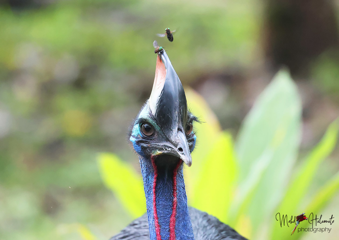 Southern Cassowary This is a wild bird but it keeps visiting a house where the owner keep feeding it fruits. Sometimes it disappears for weeks in the jungle. We were lucky it visited when we were there 3 times. Birdingindonesia,Casuarius casuarius,Fakfak,Mehd Halaouate,Papua,Southern Cassowary