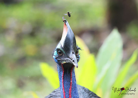 Southern Cassowary This is a wild bird but it keeps visiting a house where the owner keep feeding it fruits. Sometimes it disappears for weeks in the jungle. We were lucky it visited when we were there 3 times. Birdingindonesia,Casuarius casuarius,Fakfak,Mehd Halaouate,Papua,Southern Cassowary