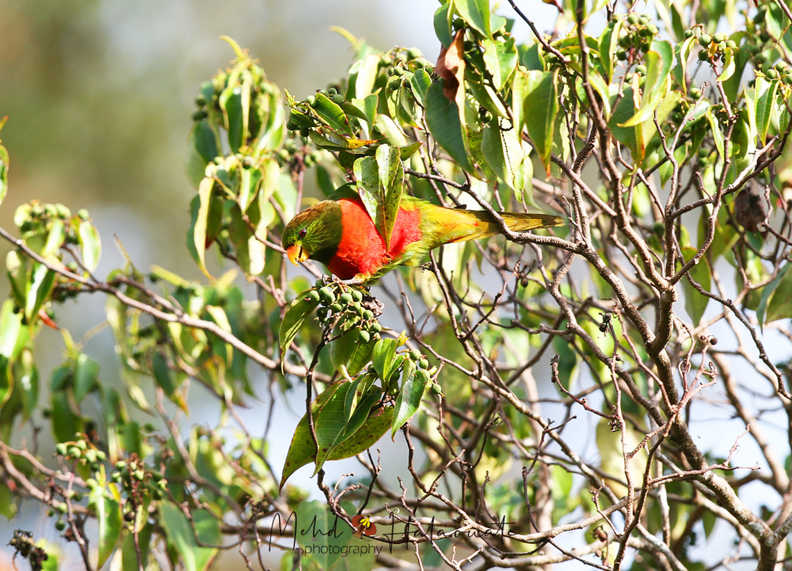 Orange-billed Lorikeet (Neopsittacus pullicauda)  Birdingindonesia,Geotagged,Indonesia,Mehd Halaouate,Neopsittacus pullicauda,Orange-billed lorikeet,Winter,habema