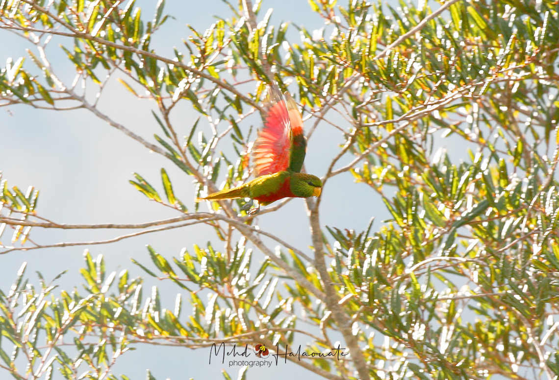 Musschenbroeks or Yellow-billed Lorikeet (Neopsittacus musschenbroekii)  Birdingindonesia,Geotagged,Indonesia,Mehd Halaouate,Neopsittacus musschenbroekii,Winter,Yellow-billed lorikeet,habema