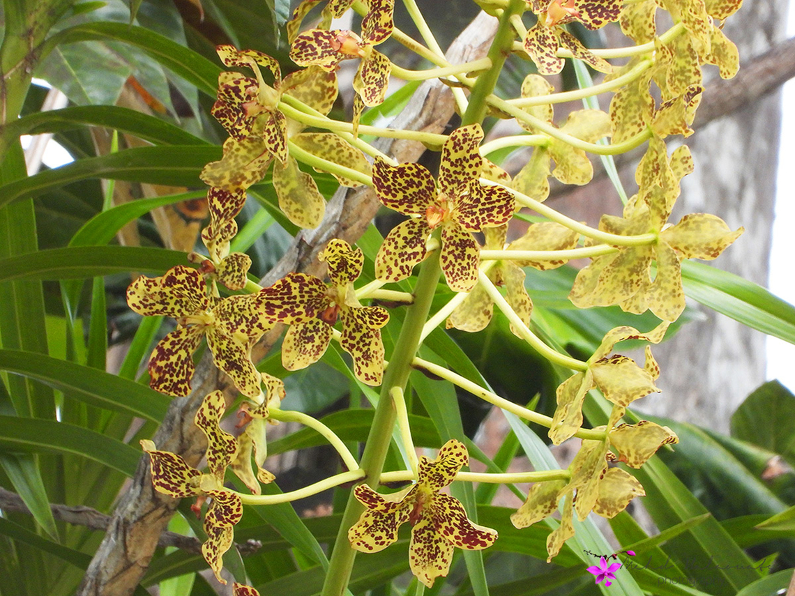 Grammatophyllum speciosum, also called giant orchid, tiger orchid  Fall,Geotagged,Grammatophyllum speciosum,Indonesia,Tiger Orchid
