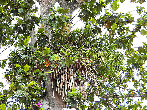 Grammatophyllum speciosum, also called giant orchid, tiger orchid, sugar cane orchid or queen of the orchids  Grammatophyllum speciosum,Tiger Orchid