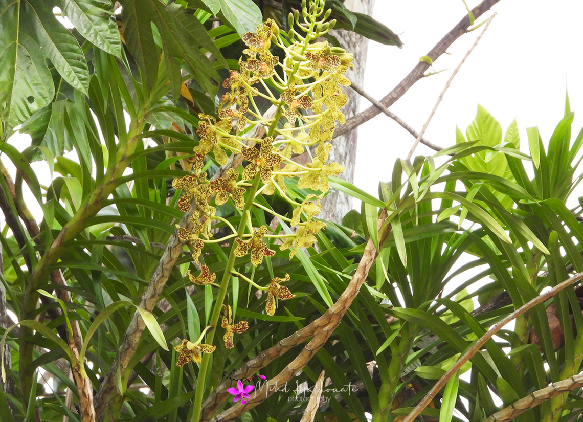 Grammatophyllum speciosum, also called giant orchid, tiger orchid  Grammatophyllum speciosum,Tiger Orchid