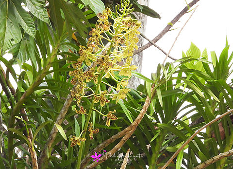 Grammatophyllum speciosum, also called giant orchid, tiger orchid  Grammatophyllum speciosum,Tiger Orchid
