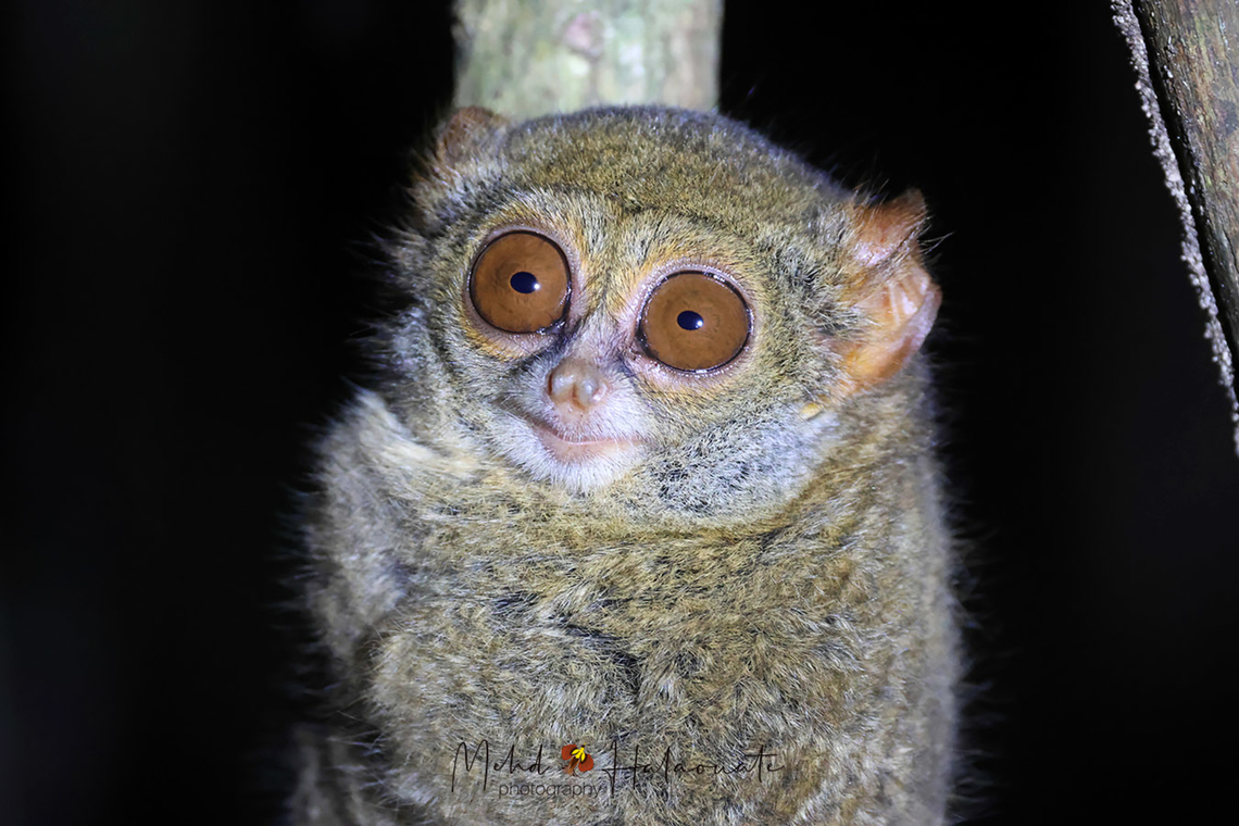 Gurskys Spectral Tarsier (Tarsius spectrumgurskyae) These cute looking creatures are deadly when it comes to hunting insects and lizards.... for food. They can jump up to 5.4 m (18 ft.) when locating a prey. Birdingindonesia,Geotagged,Gurskys spectral tarsier,Indonesia,Mehd Halaouate,Summer,Tarsius spectrumgurskyae