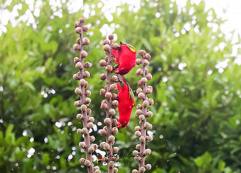 Halmahera Chattering Lories (Lorius garrulus garrulus) This species along side other parrot species such as the White cockatoo and the Eclectus parrot are under pressure from the illegal capture to supply the demand in the illegal pet trade. We are trying hard to collaborate with the local Forestry and the villagers to see these amazing creatures as a source of income kept alive in their forests for visitors to see. Birdingindonesia,Chattering Lory,Geotagged,Halmahera,Indonesia,Lorius garrulus,Mehd Halaouate,parrot