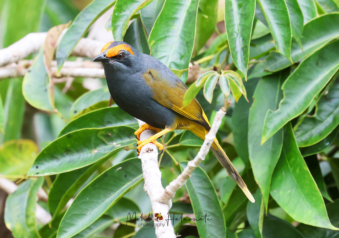 Fiery-browed Myna (Enodes erythrophris) A fairly common species in Lore Lindu National Park but getting decent close up photographs is a matter of luck and being in the right place at the right time. Birdingindonesia,Enodes erythrophris,Fiery-browed starling,Geotagged,Indonesia,Lore Lindu,Mehd Halaouate,Winter