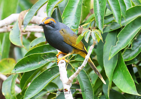 Fiery-browed starling