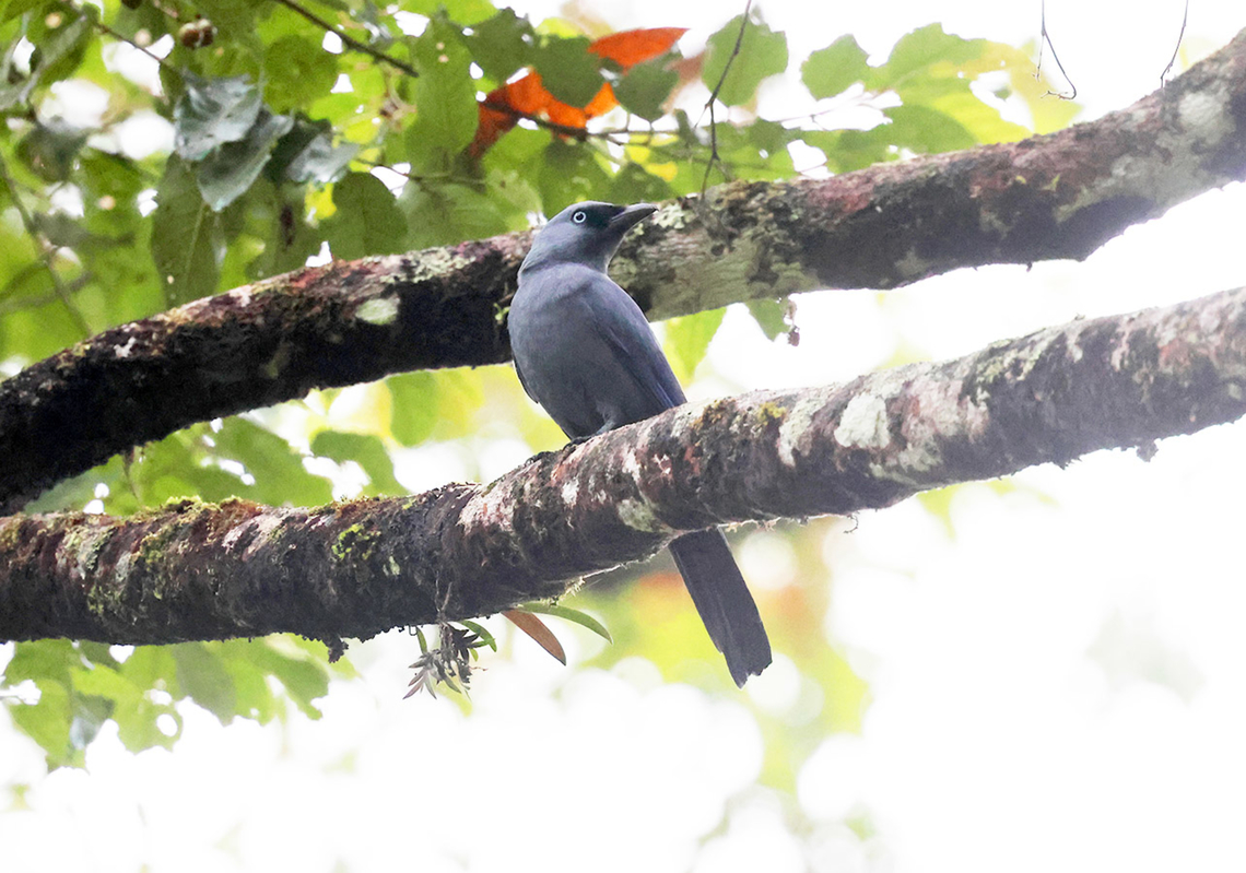 Cerulean Cuckooshrike (Coracina temminckii) A fairly common species in the Mountain forests of Central Sulawesi, Indonesia. Birdingindonesia,Cerulean cuckooshrike,Coracina temminckii,Geotagged,Indonesia,Mehd Halaouate,Sulawesi,Winter