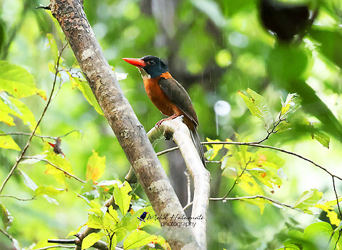 Black-headed Kingfisher (Actenoides monachus capucinus) This species is now split from the Green-backed Kingfisher (Actenoides monachus). Actenoides monachus,Birdingindonesia,Geotagged,Indonesia,Mehd Halaouate,Winter,black-headed kingfisher,green-backed kingfisher