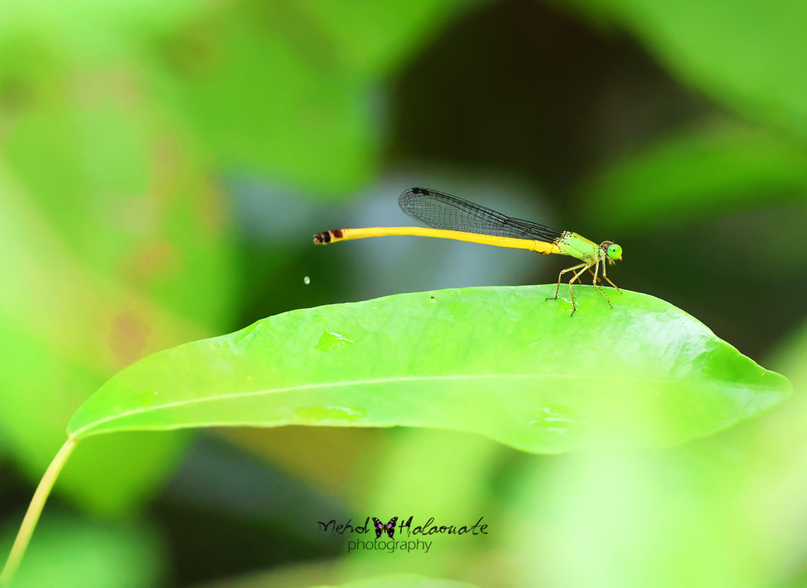 Coromandel Marsh Dart - Ceriagrion coromandelianum  Birdingindonesia,Ceriagrion coromandelianum,Geotagged,Indonesia,Luwuk,Mehd Halaouate,Sulawesi,Winter,Yellow waxtail