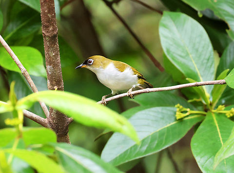 Cream-throated White-eye (Zosterops atriceps)  Birdingindonesia,Cream-throated white-eye,Geotagged,Halmahera,Indonesia,Mehd Halaouate,Summer,Zosterops atriceps
