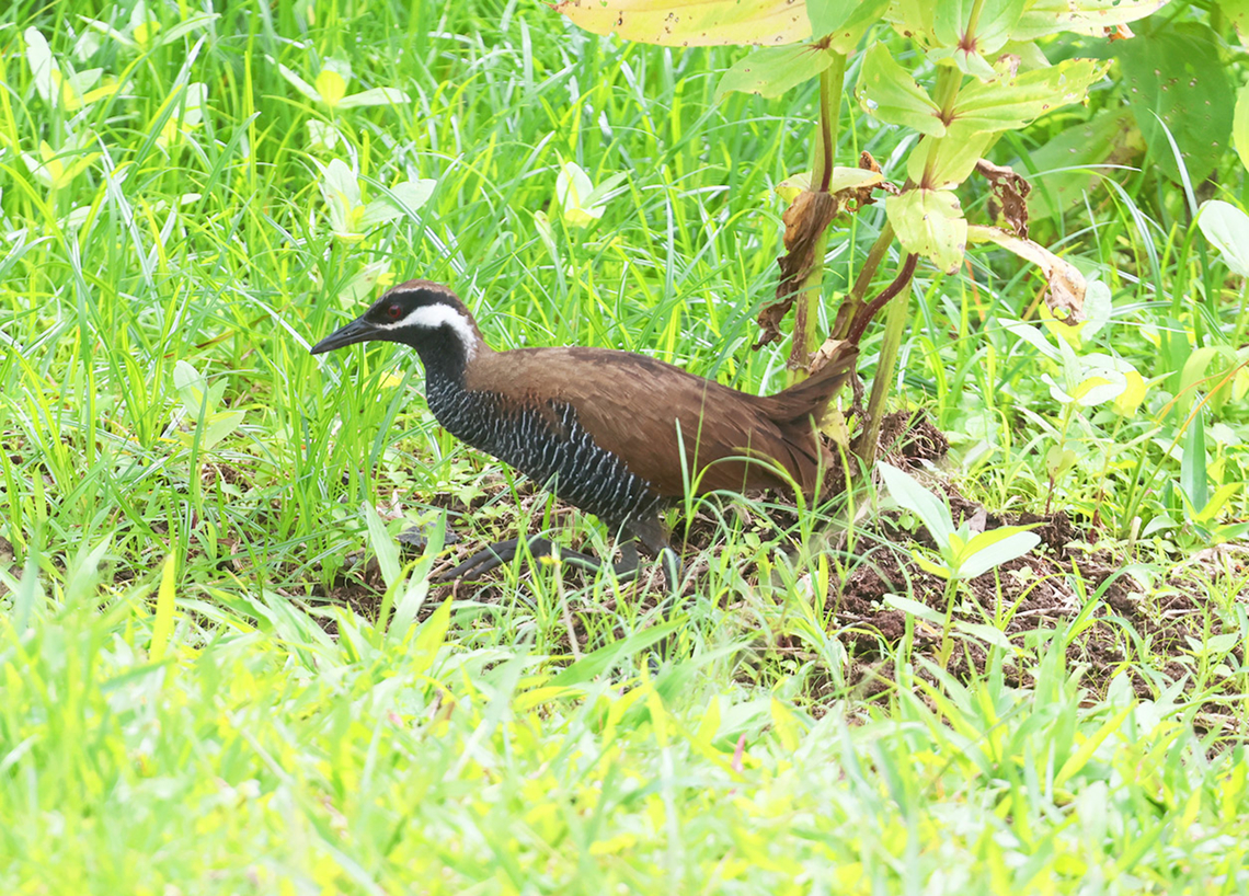 Barred Rail  Barred rail,Birdingindonesia,Gallirallus torquatus,Geotagged,Indonesia,Mehd Halaouate,Sulawesi,Summer,Tomohon