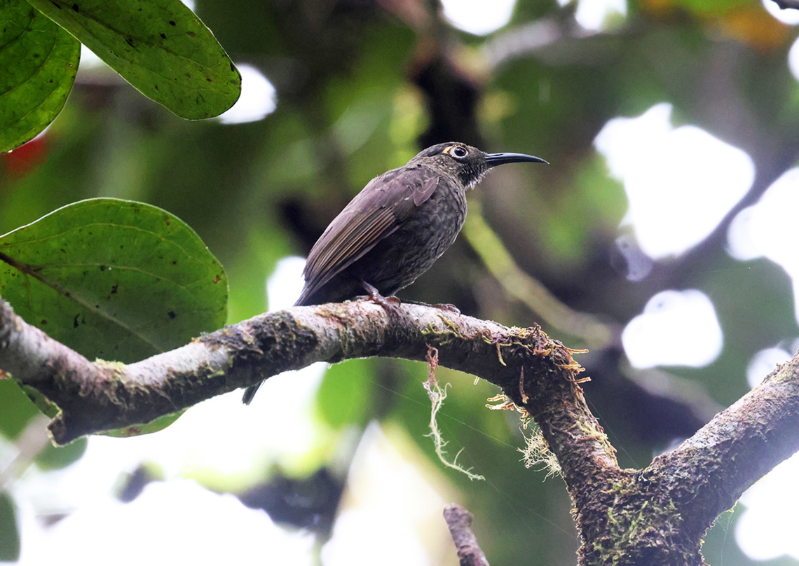 Dark-eared Myza (Myza celebensis) The species can be seen frequently but always on the move and can be challenging to get decent photographs. Birdingindonesia,Dark-eared myza,Geotagged,Indonesia,Lore Lindu,Mehd Halaouate,Myza celebensis,Sulawesi,Winter