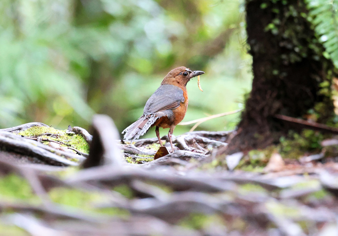 Geomalia or Sulawesi Mountain Thrush (Zoothera heinrichi) This is a rare species and its call is still a mystery so using playbacks to attract it is impossible. Having a good local guide is a must or unbelievable amount of luck can do the trick to spot one of these. Getting a shot is another matter. Birdingindonesia,Geomalia,Geotagged,Indonesia,Lore Lindu,Mehd Halaouate,Sulawesi,Winter,Zoothera heinrichi