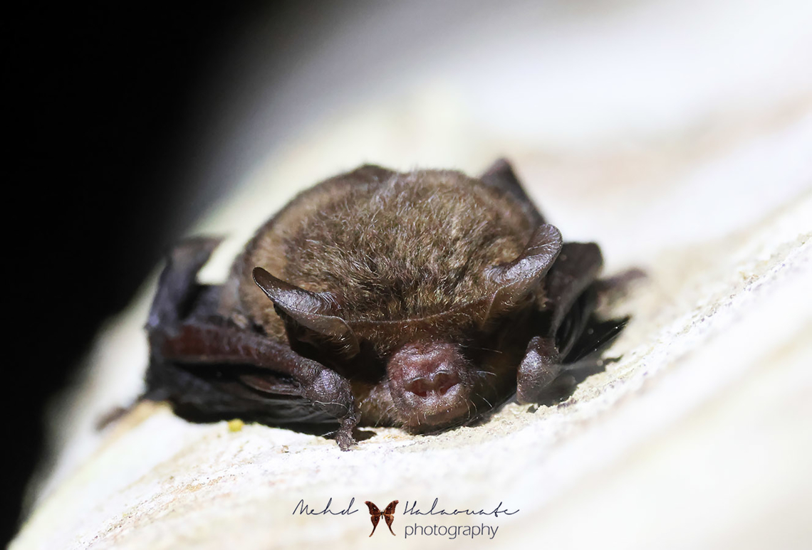 New Guinea long-eared bat (Nyctophilus microtis)  Birdingindonesia,Geotagged,Indonesia,Mehd Halaouate,New Guinea big-eared bat,Nyctophilus microtis,Papua,Wasur NP,Winter