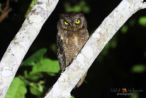 Biak Scops Owl (Otus beccarii) A rare treat to get this one on Biak island in the Geelvink Bay, Papua. Biak scops owl,Birdingindonesia,Fall,Geelvink Bay,Geotagged,Indonesia,Mehd Halaouate,Otus beccarii