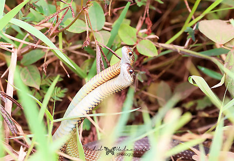Black Whip Snake (Demansia vestigiata) Probably this is the species but I am still not 100%. Birdingindonesia,Black Whip Snake,Demansia vestigiata,Geotagged,Indonesia,Mehd Halaouate,Wasur NP,Winter