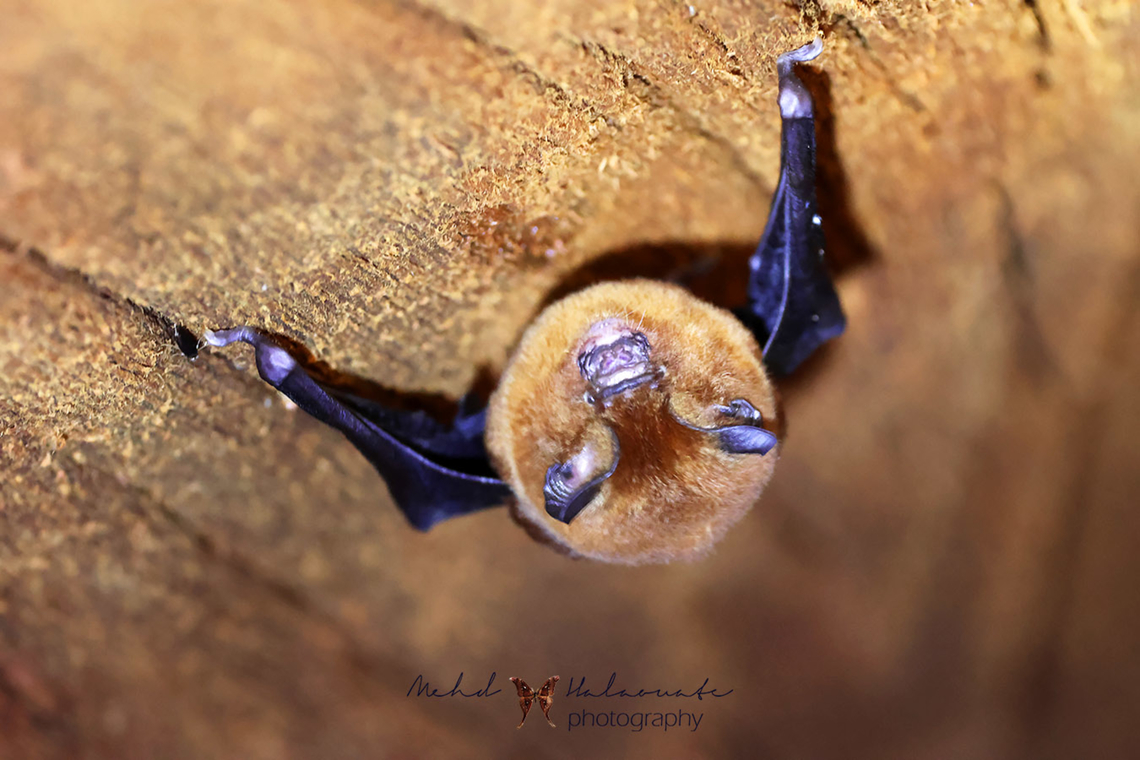 Dusky Roundleaf Bat (Hipposideros ater) We found many of these hiding in the hollow tree in the jungle waiting the night to arrive. Birdingindonesia,Dusky leaf-nosed bat,Geotagged,Hipposideros ater,Indonesia,Mehd Halaouate,Wasur NP,Winter