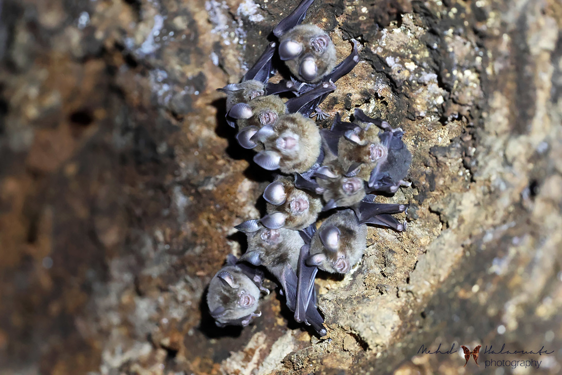 Maggie Taylors roundleaf bat (Hipposideros maggietaylorae)  Birdingindonesia,Geotagged,Hipposideros maggietaylorae,Indonesia,Maggie Taylor's roundleaf bat,Mehd Halaouate,Wasur NP,Winter