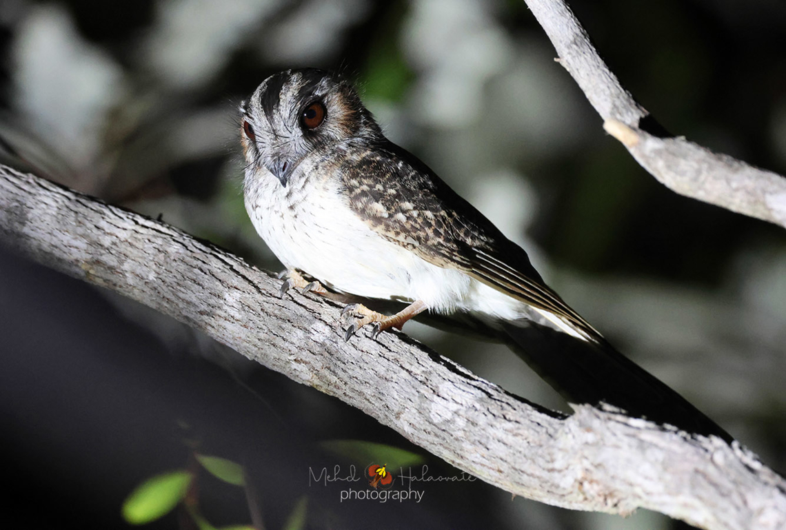 Australian owlet-nightjar (Aegotheles cristatus)  Aegotheles cristatus,Australian Owlet-nightjar,Birdingindonesia,Fall,Geotagged,Indonesia,Mehd Halaouate,Spring,Wasur NP
