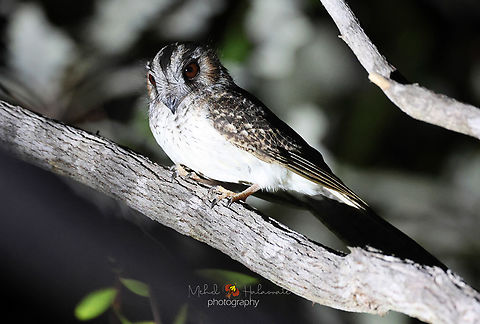 Australian owlet-nightjar (Aegotheles cristatus)  Aegotheles cristatus,Australian Owlet-nightjar,Birdingindonesia,Fall,Geotagged,Indonesia,Mehd Halaouate,Spring,Wasur NP