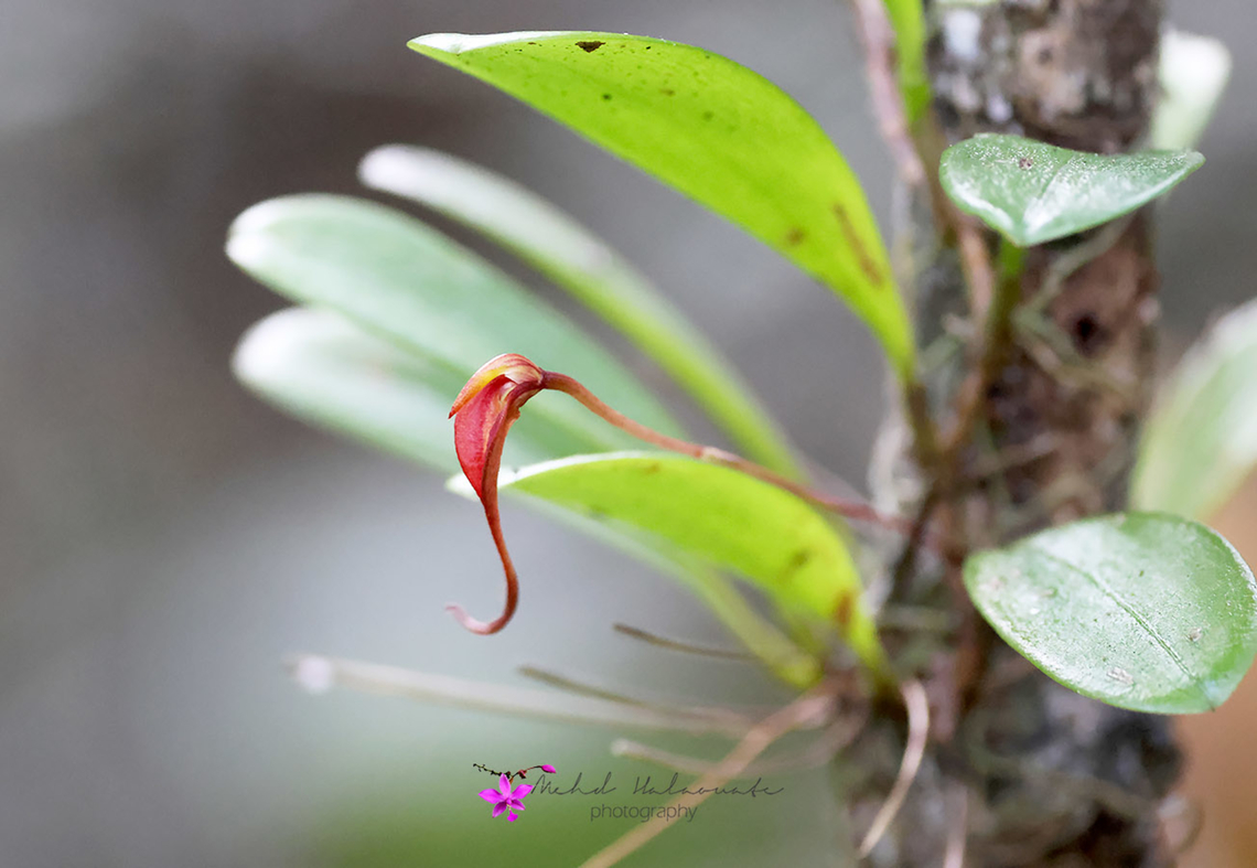 Bulbophyllum irianae This orchid species was discovered as late as 2018. It is still not present in many books. Birdingindonesia,Bulbophyllum irianae,Fall,Geotagged,Indonesia,Mehd Halaouate,Wasur NP