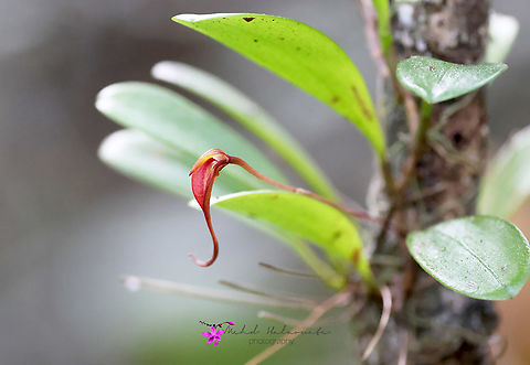Bulbophyllum irianae This orchid species was discovered as late as 2018. It is still not present in many books. Birdingindonesia,Bulbophyllum irianae,Fall,Geotagged,Indonesia,Mehd Halaouate,Wasur NP