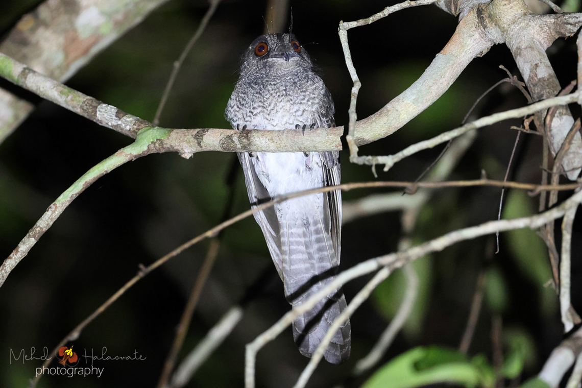 Barred Owlet-nightjar (Aegotheles bennettii) Another of those beautiful owlet species that thrives in a mixed savana and forest areas. Aegotheles bennettii,Barred owlet-nightjar,Birdingindonesia,Fall,Geotagged,Indonesia,Mehd Halaouate,Wasur NP