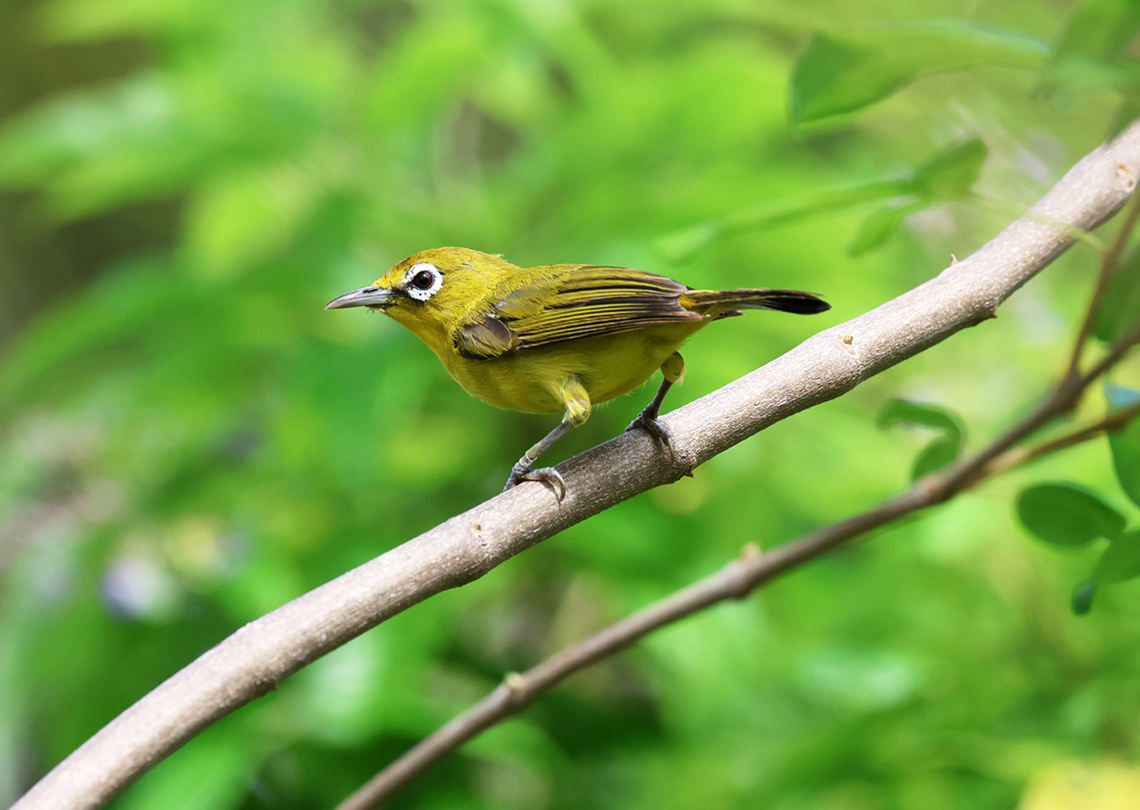 Lemon-bellied White-eye (Zosterops chloris)  Birdingindonesia,Geotagged,Indonesia,Lemon-bellied white-eye,Luwuk,Mehd Halaouate,Sulawesi,Winter,Zosterops chloris