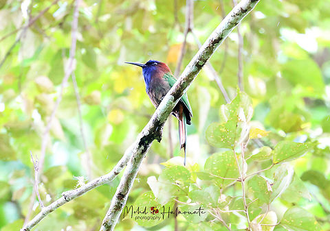 Purple-bearded bee-eater