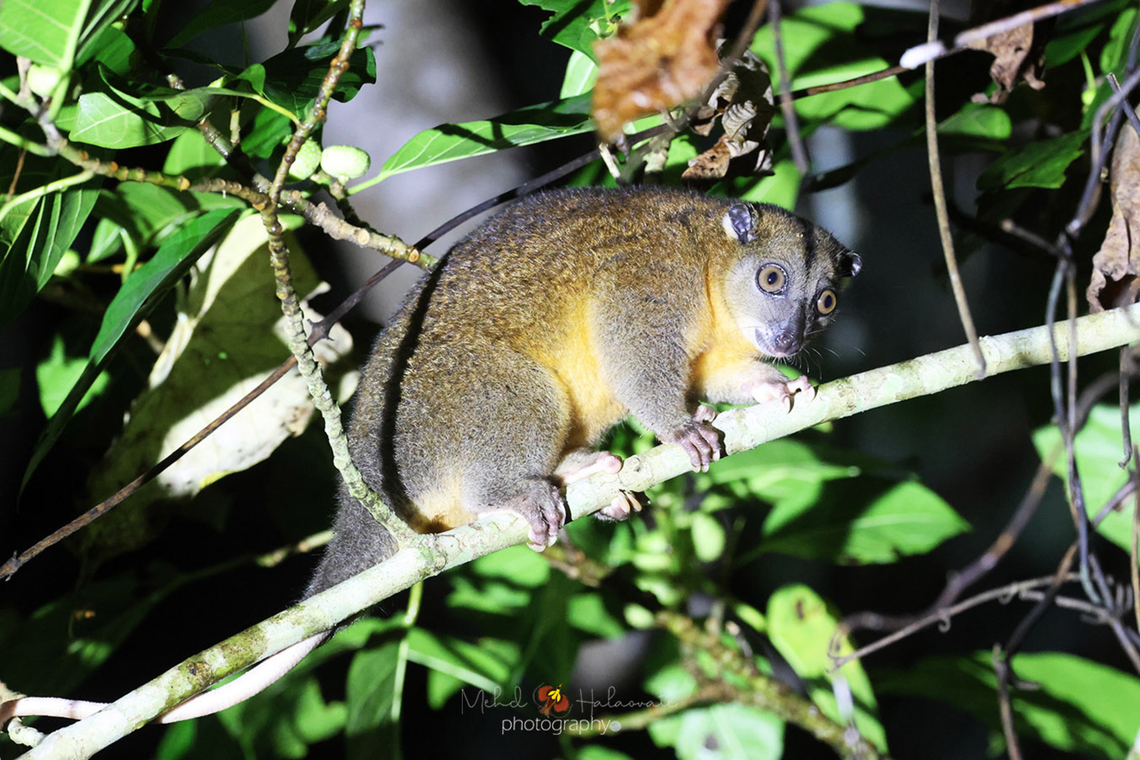 Ornate Cuscus (Phalanger ornatus) We were lucky to see 2 of these on different days during our tour to Halmahera island and they were not shy. They kept moving about feeding on the figs undisturbed or bothered by our presence. Birdingindonesia,Geotagged,Halmahera,Indonesia,Marsupial,Mehd Halaouate,Ornate cuscus,Phalanger ornatus,Summer