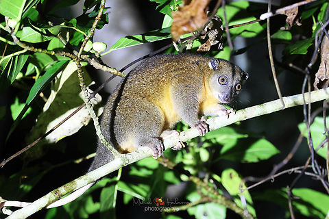 Ornate Cuscus (Phalanger ornatus) We were lucky to see 2 of these on different days during our tour to Halmahera island and they were not shy. They kept moving about feeding on the figs undisturbed or bothered by our presence. Birdingindonesia,Geotagged,Halmahera,Indonesia,Marsupial,Mehd Halaouate,Ornate cuscus,Phalanger ornatus,Summer