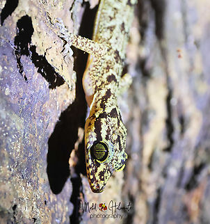 Bent-toed Gecko (Genus Cyrtodactylus) I still have not managed to get the right ID for this one. There are a few of these still unidentified or missing the right identification. Bent-toed Gecko,Birdingindonesia,Cyrtodactylus,Geotagged,Halmahera,Indonesia,Mehd Halaouate,Summer